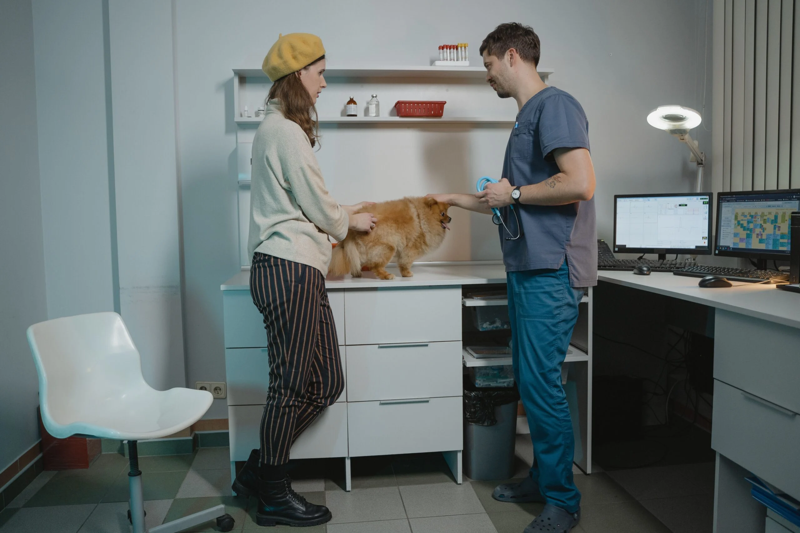Assurance animaux domestiques : consultation vétérinaire responsabilité