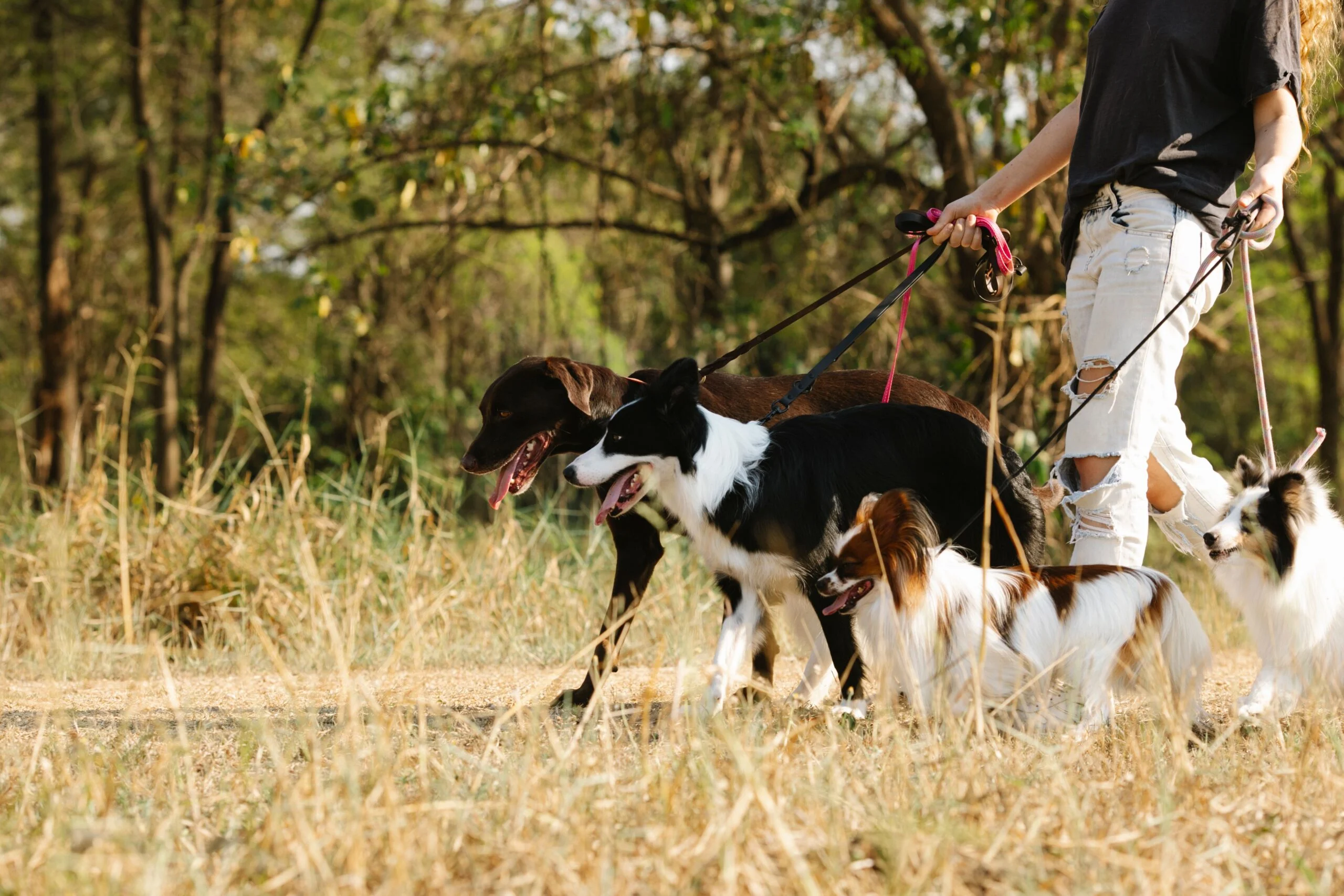 Assurance animaux domestiques : chiens tenus en laisse en public