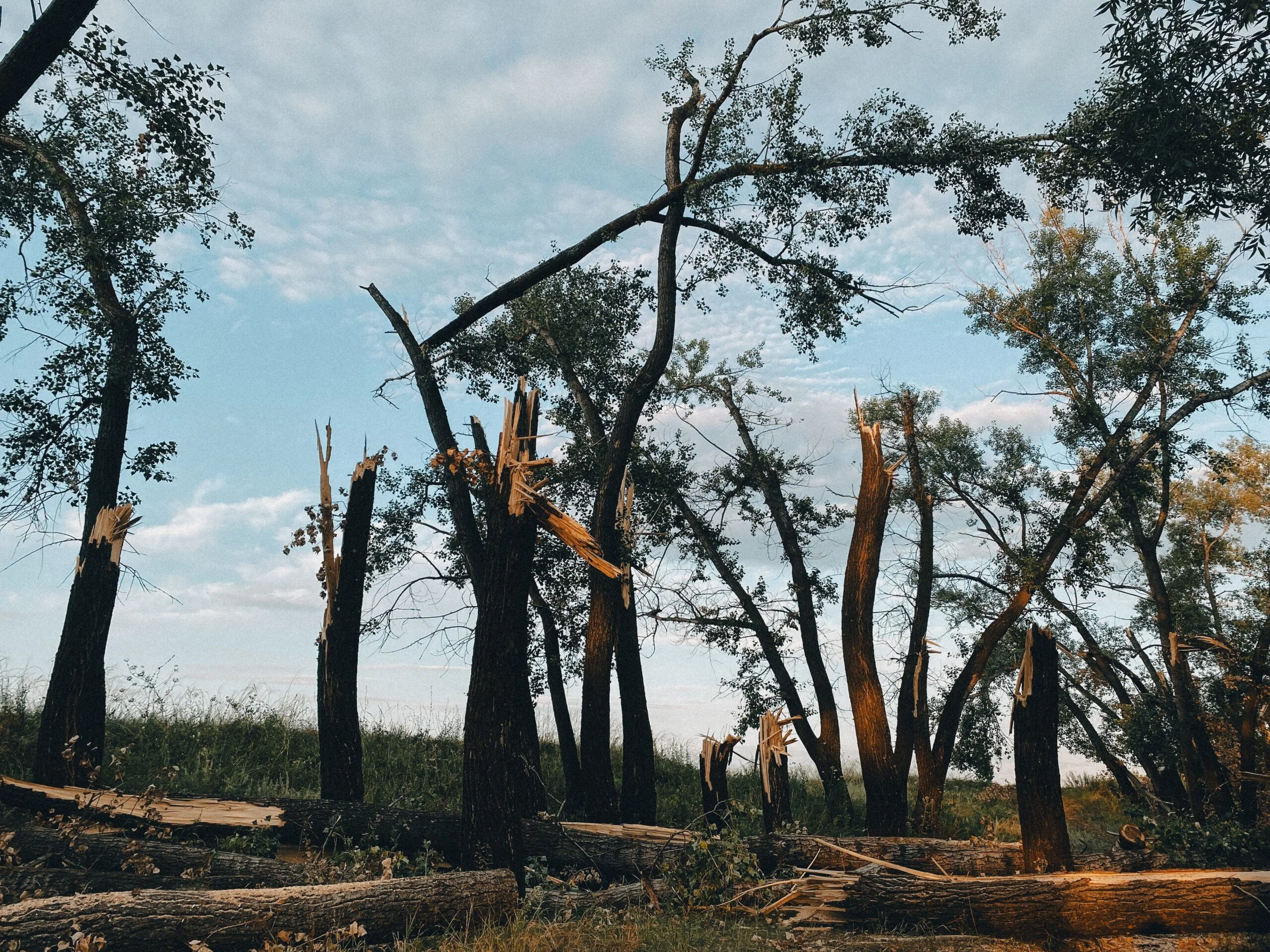 Assurance tempête : arbres endommagés après une tempête